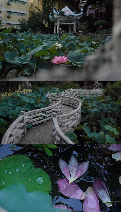 盧廉若公園。人民網(wǎng) 唐佳 攝