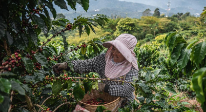 云南普洱:咖啡田的豐收時光